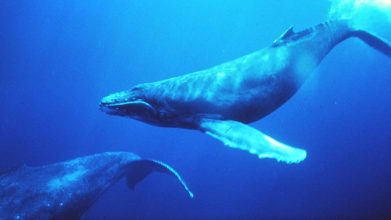 Humpbacks (Wikimedia Commons)