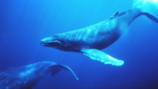 Humpbacks (Wikimedia Commons)