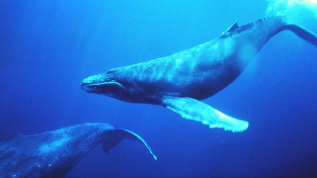 Humpbacks (Wikimedia Commons)
